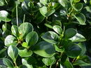 Peperomia Magnoliaefolia